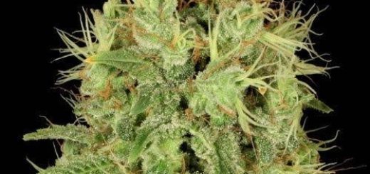 Interesting Facts about Feminized Cannabis Seeds