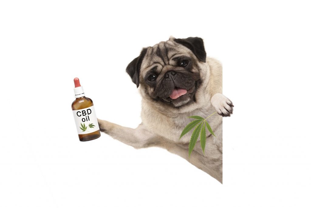 Comfort Your Dog With CBD