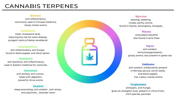 What Are Terpenes And How To Vape Terpenes? – Ecigclopedia