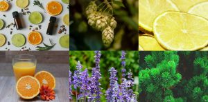Therapeutic Effects Of Terpenes To Improve Health