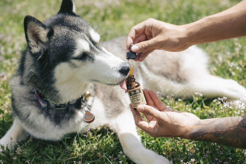 Try CBD For your Baby Dog